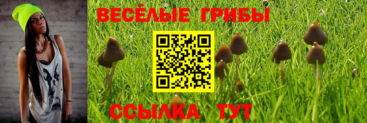 Псилоцибиновые грибы ЛСД  Вход с VPN  купить  цена  Галлюциногенные грибы Psilocybe  Великий Новгород 